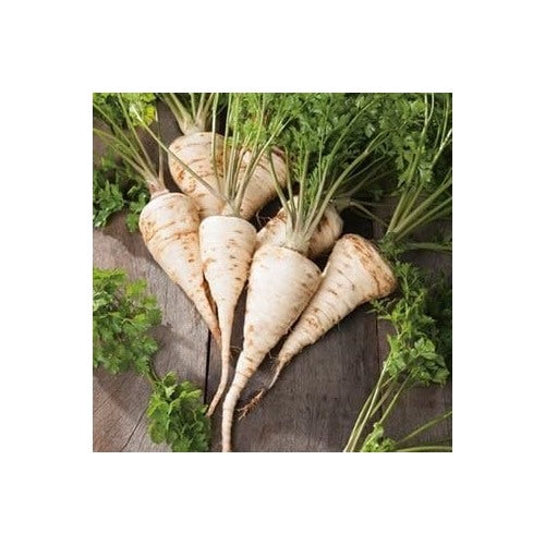 Hamburg Parsley Vegetable Seeds for Planting [neera-v5-782805d1e07c526086f6]