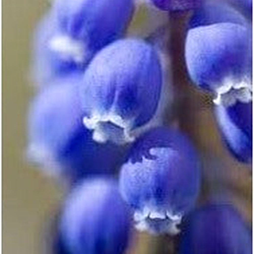 Convallaria Majalis Flower Seeds [neera-v5-782c4a469e3821b92fec]