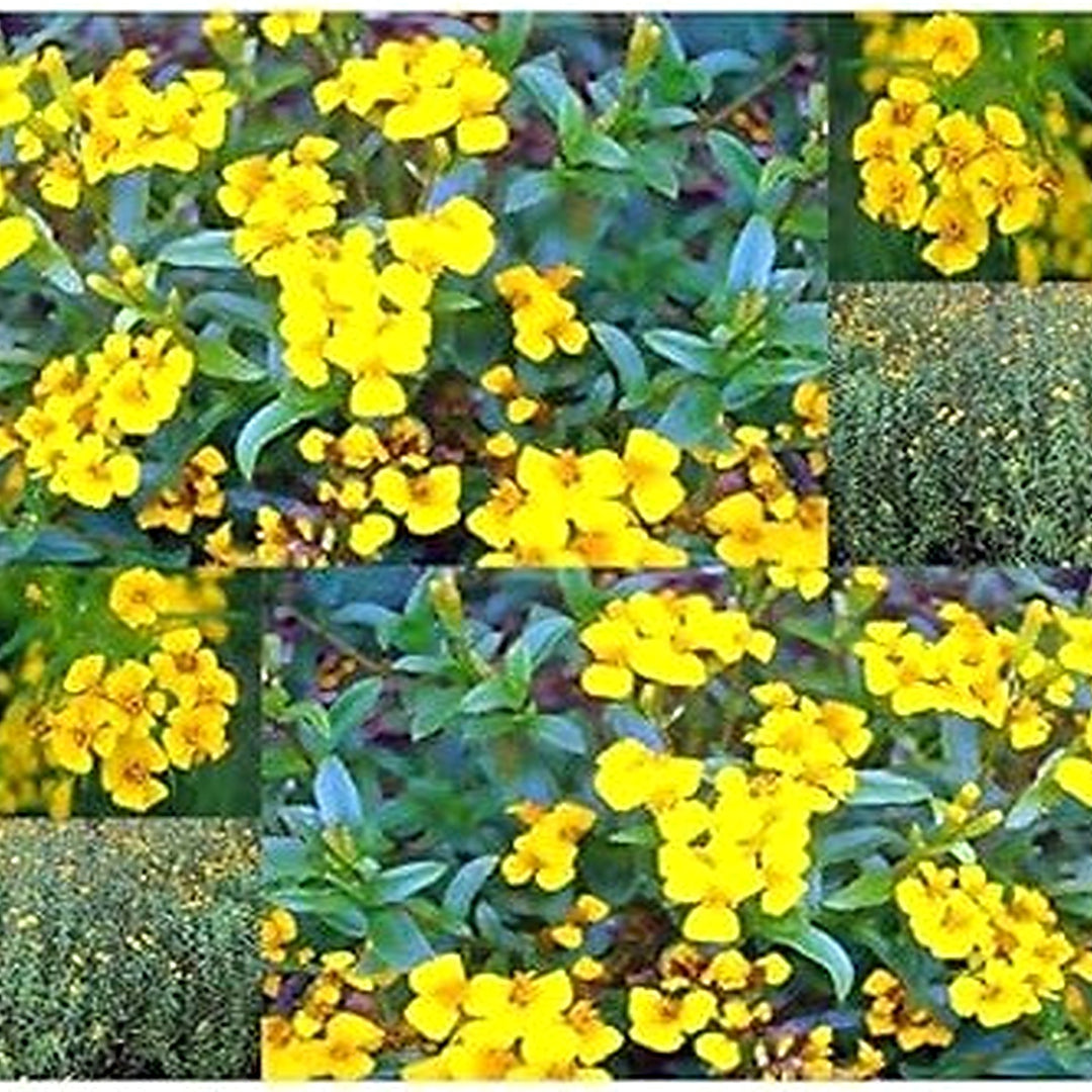 Tagetes Lucida Flower For Planting Hierloom Flower Flower Seeds for Home Garden Planting, Landscape [neera-v5-783ea18f8429b2e324d7]
