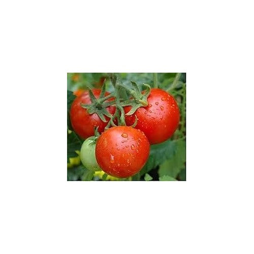 Red Tomato Seeds for Planting [neera-v5-784f0b5ad3841c2b3287]
