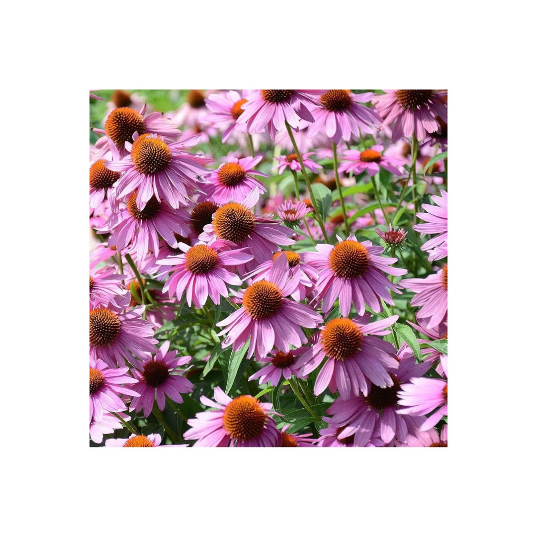 Purple Echinacea Wildflower For Planting Heirloom Gmo Free To Attract Pollinators Bees Flower Seeds [neera-v5-784f1ad3913fbd3c0419]