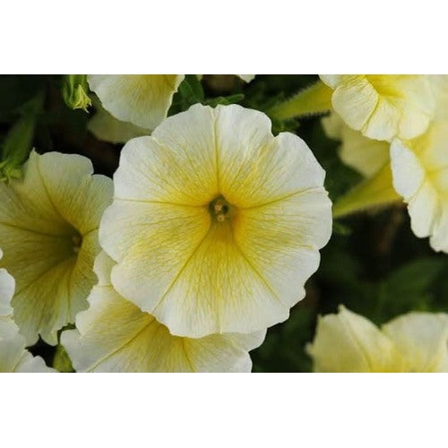 Black Semi Petunia Flower For Bonsai Flower Seeds for Home Garden Planting, Vibrant Organic [neera-v5-78511951fb7c24555bd9]