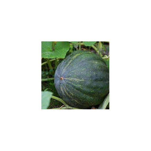 Green Pumpkin Vegetable Seeds for Planting [neera-v5-786ca71f6cfdda3f408e]