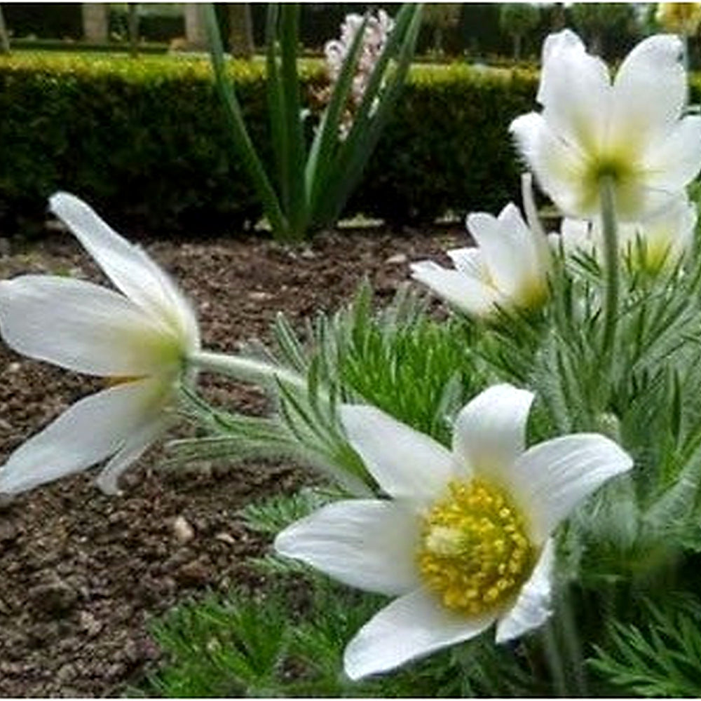 White Pasque Flower Seeds [neera-v5-78752b151f5148828e0d]