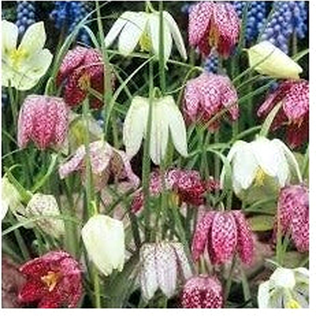 Heirloom Non-GMO Mixed Imperial Wang Fritillaria Flower Seeds [neera-v5-7879f5bd0098a8302ee1]