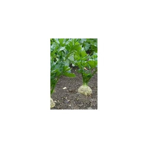 Celery Tall Utah Seeds [neera-v5-787c03036e4424efb96f]