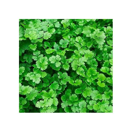 Coriander Vegetable Seeds for Planting | Heirloom, Non-GMO, High Germination Organic Garden Seeds [neera-v5-7883d65c3b256ff60342]