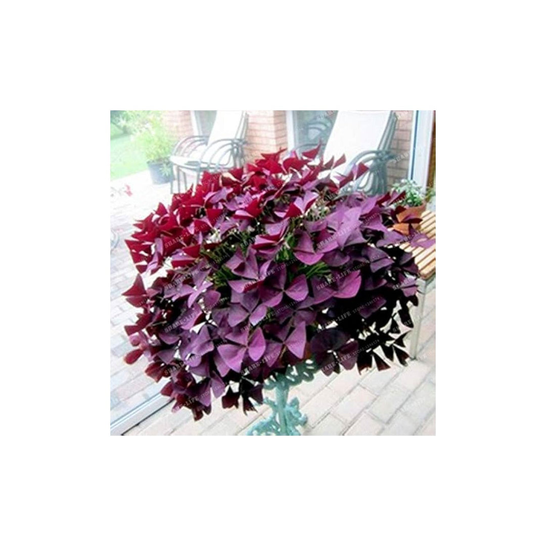 Red Woodsorrel Oxalis Articulata Flower For Planting Variety In Indoor Pots Flower Seeds for Home [neera-v5-7887e1d93ee858b31aa1]