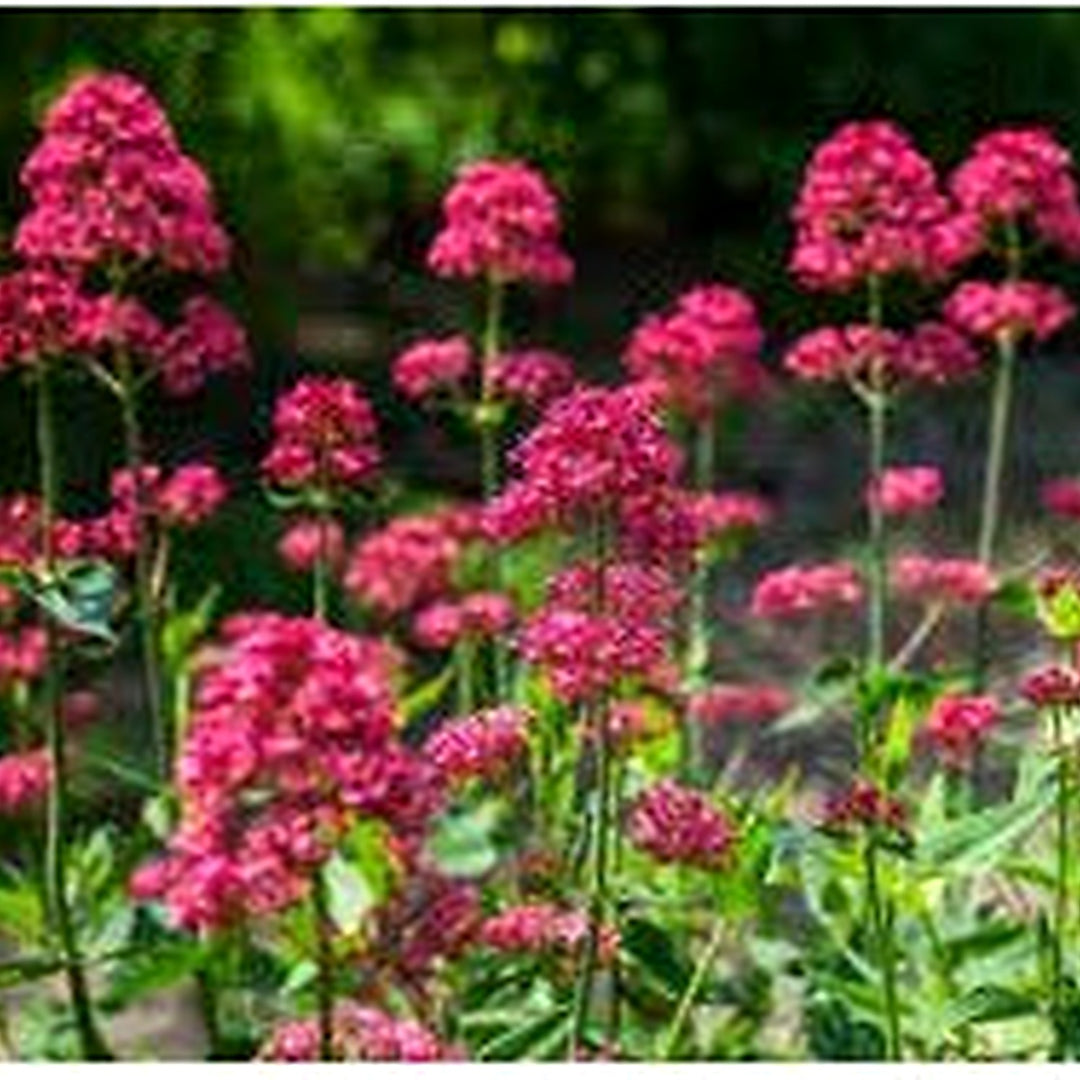 Red Valerian Centranthus Ruber Flower Seeds for Planting [neera-v5-7894c64f04e36f4a34c2]