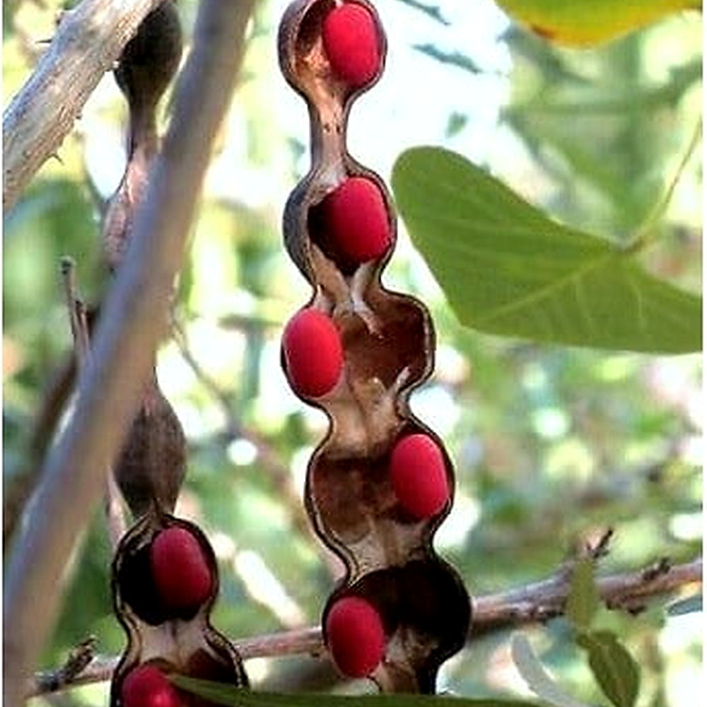 Texas Mountain Laurel Mescal Bean Seeds for Planting [neera-v5-7894dd9eb3d56aadcc98]