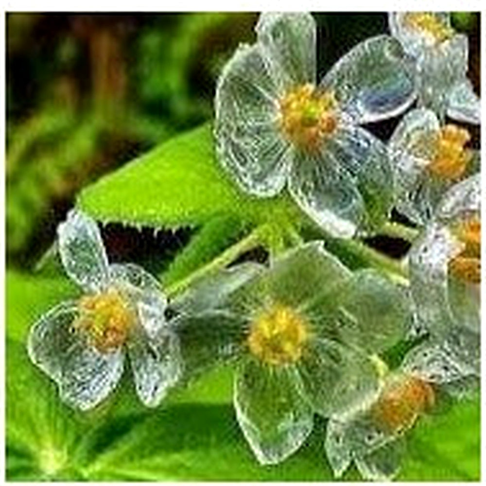 Skeleton Flower Seeds (Diphylleia grayi) for Planting [neera-v5-789522f6b7c45f216a5a]