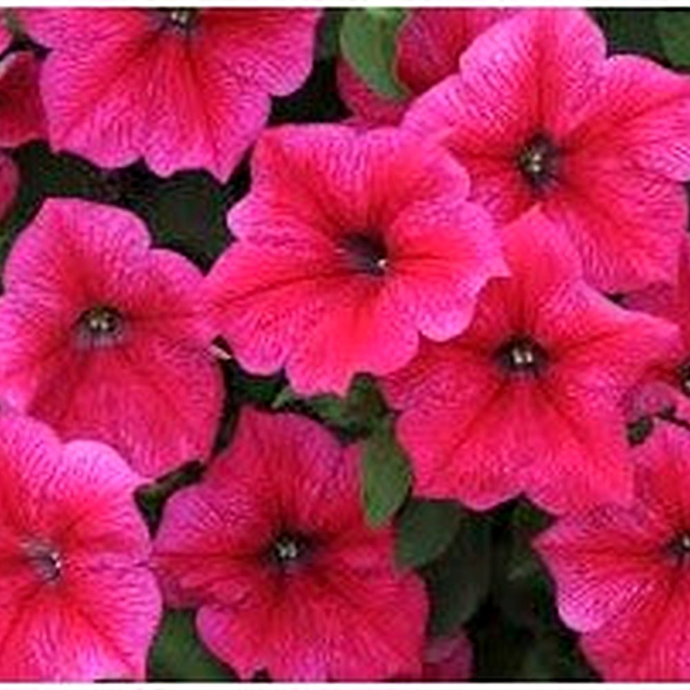 Pink Petunia Flower Seeds for Planting [neera-v5-789f2ed3785fdd95cae0]