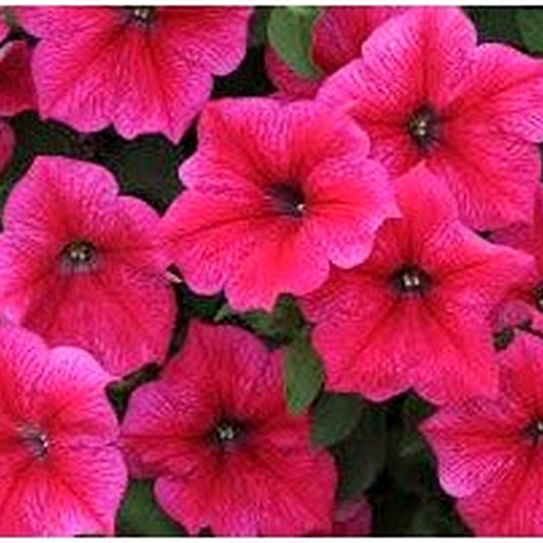 Pink Petunia Flower Seeds for Planting [neera-v5-789f2ed3785fdd95cae0]