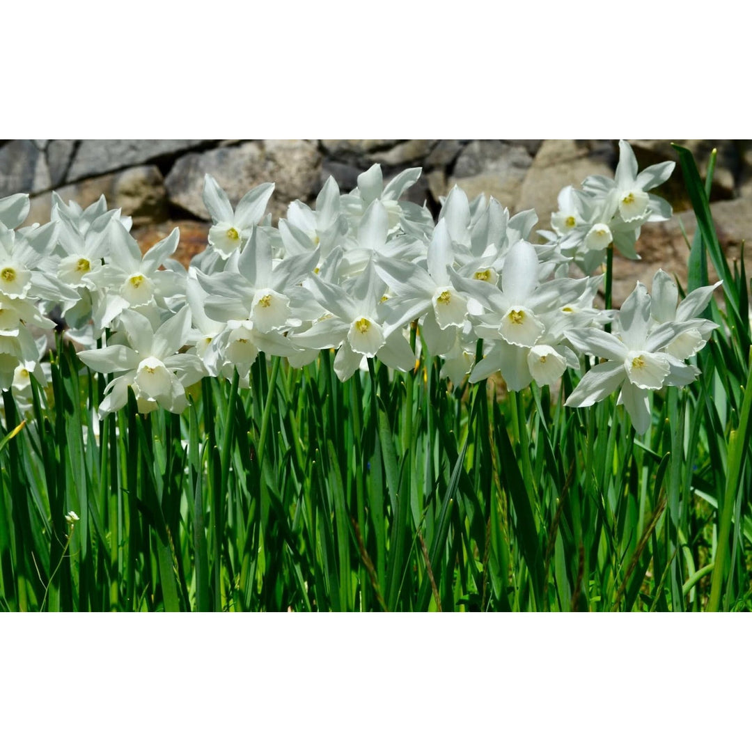 Heirloom Non Gmo Narcissus Flower For Planting Spring Bloom Flower Seeds for Home Garden Planting, [neera-v5-78a849c79cb2da5e6dcd]