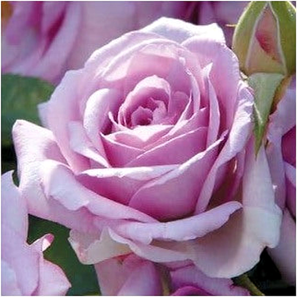 Lavender Rose Flower Seeds for Planting [neera-v5-78a9d2ab128e66b4563c]