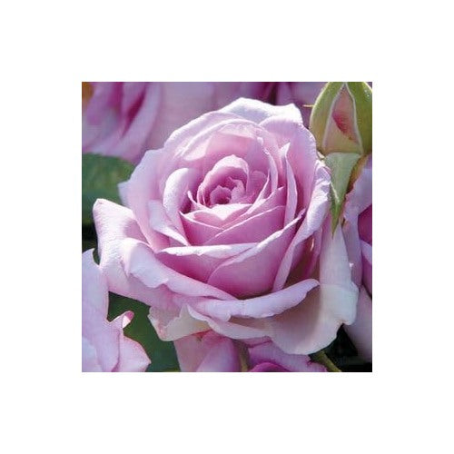 Lavender Rose Flower Seeds for Planting [neera-v5-78a9d2ab128e66b4563c]