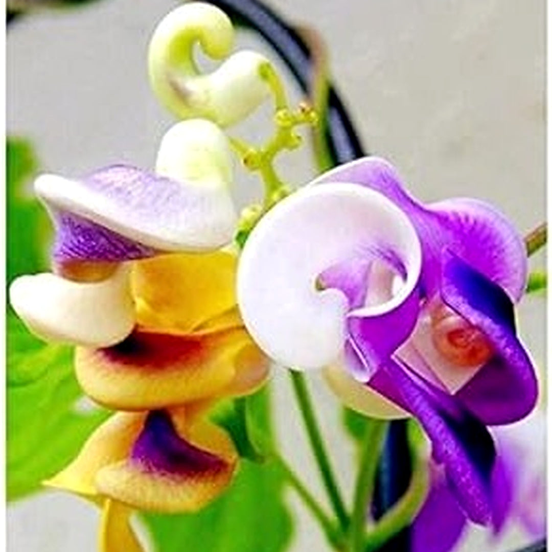 Silla Flower Seeds [neera-v5-78abda323507465c5fec]