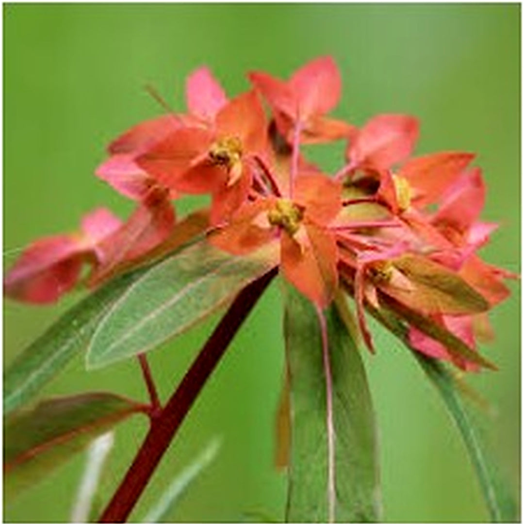 Red Griffithii Flower Seeds [neera-v5-78ade06b4967a5bd9f89]