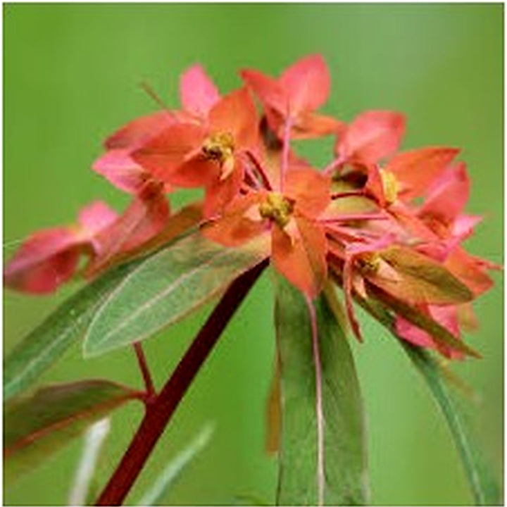Red Griffithii Flower Seeds [neera-v5-78ade06b4967a5bd9f89]