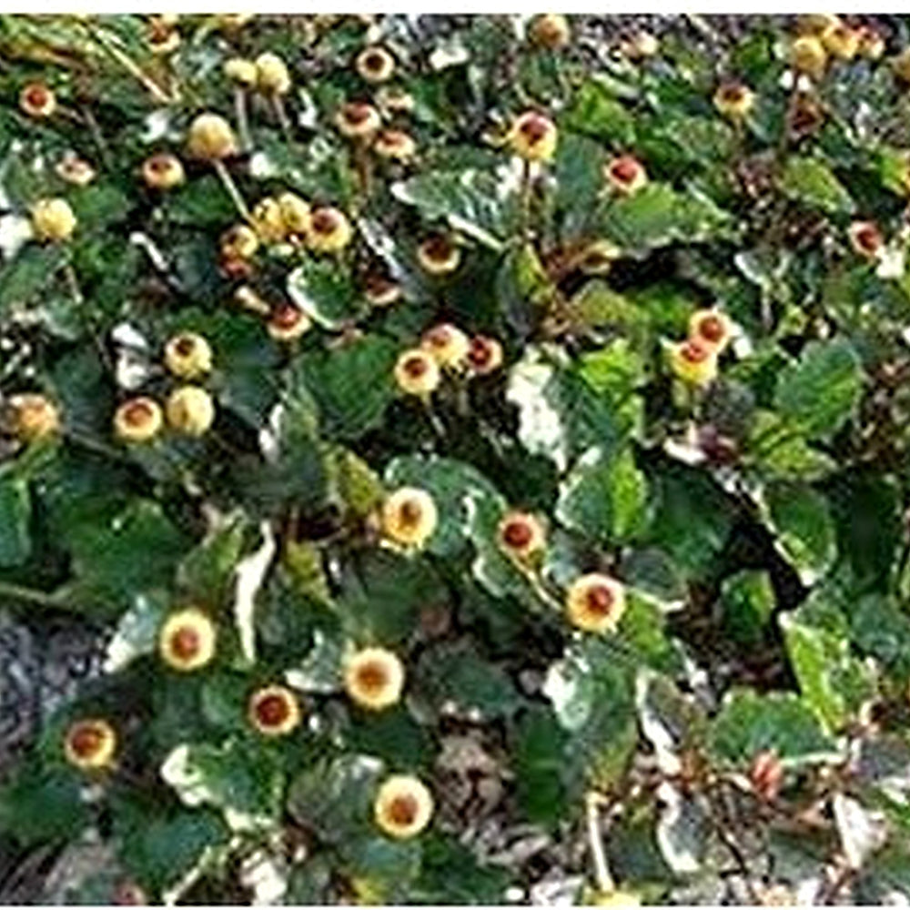 Yellow Toothache Plant Seeds for Planting [neera-v5-78ae5906c7bf6f8f3a93]