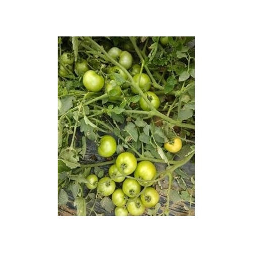 Light Green Tomato Seeds for Planting [neera-v5-78b0520c64bee7bd064d]