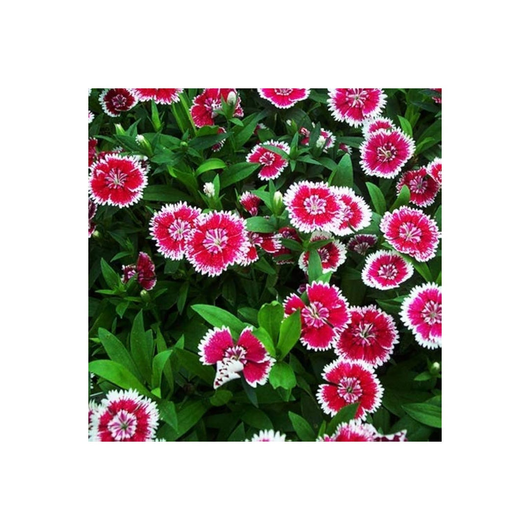 Sweet William Dianthus Barbatus Flower For Planting In Home Garden Borders Containers Flower [neera-v5-78b5b6be9d656e4f6a32]