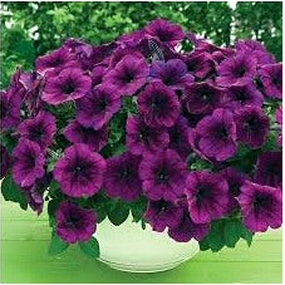 Purple Trailing Petunia Flower Seeds for Planting [neera-v5-78b5bc78970bc7c73b56]