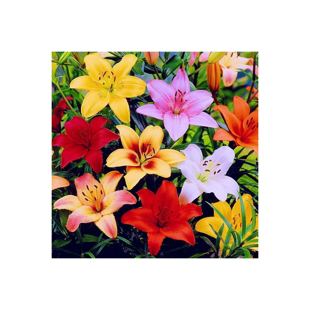 Lily Lilium Longiflorum Flower For Planting In Backyard Gardening Decorative Indoor Pots Flower [neera-v5-78bc2e842d537d95f4a7]