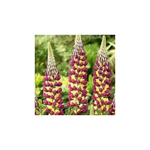 Heirloom Non-GMO Violet Yellow Lupine Flower Seeds Blooms for Garden Planting [neera-v5-78c37bf37a89d707ee08]