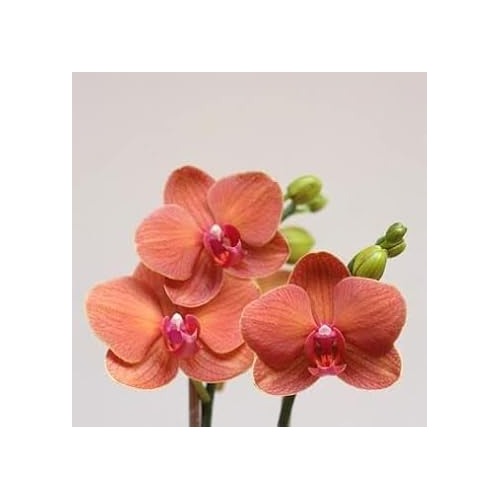 Peach Phalaenopsis Orchid Flower Seeds [neera-v5-78c695d2d80cf5308f91]
