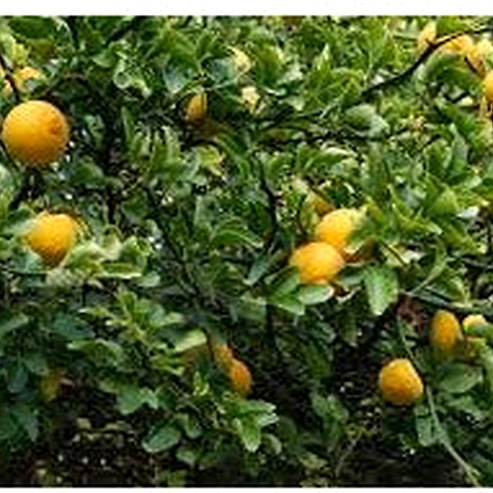 Poncirus trifoliata (Bitter Orange) Fruit Seeds for Planting [neera-v5-78ce4451690d2541dd40]