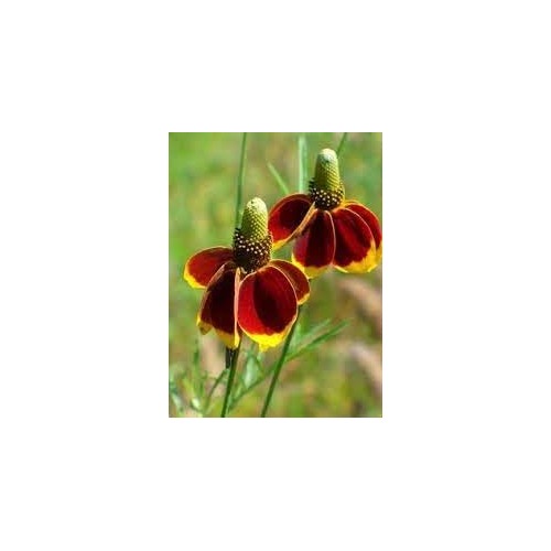 Heirloom Hat Coneflower Seeds Non-GMO for Garden Planting Vibrant Drought-Tolerant Blooms [neera-v5-78da8bbd2db80b2c1afd]