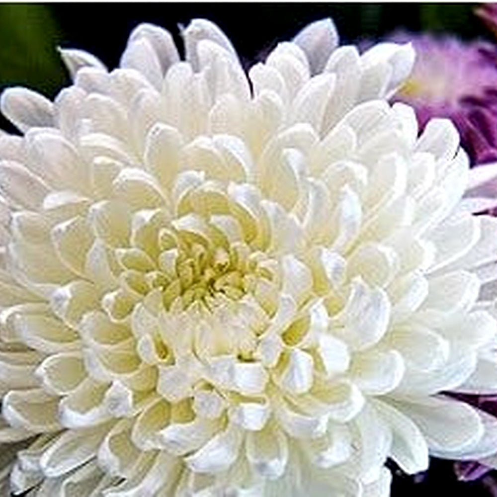 Chrysanthemum White Flower Seeds for Planting [neera-v5-78e56cbe795e3693ecf6]