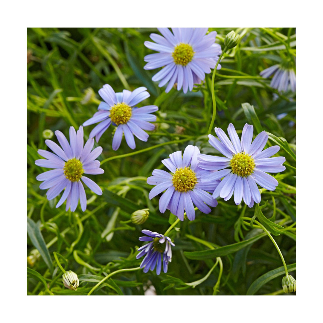 Heirloom Non Gmo Swan River Daisy Flower For Planting Dainty Blooms For Borders And Containers [neera-v5-78ea2bff79615a95dad1]