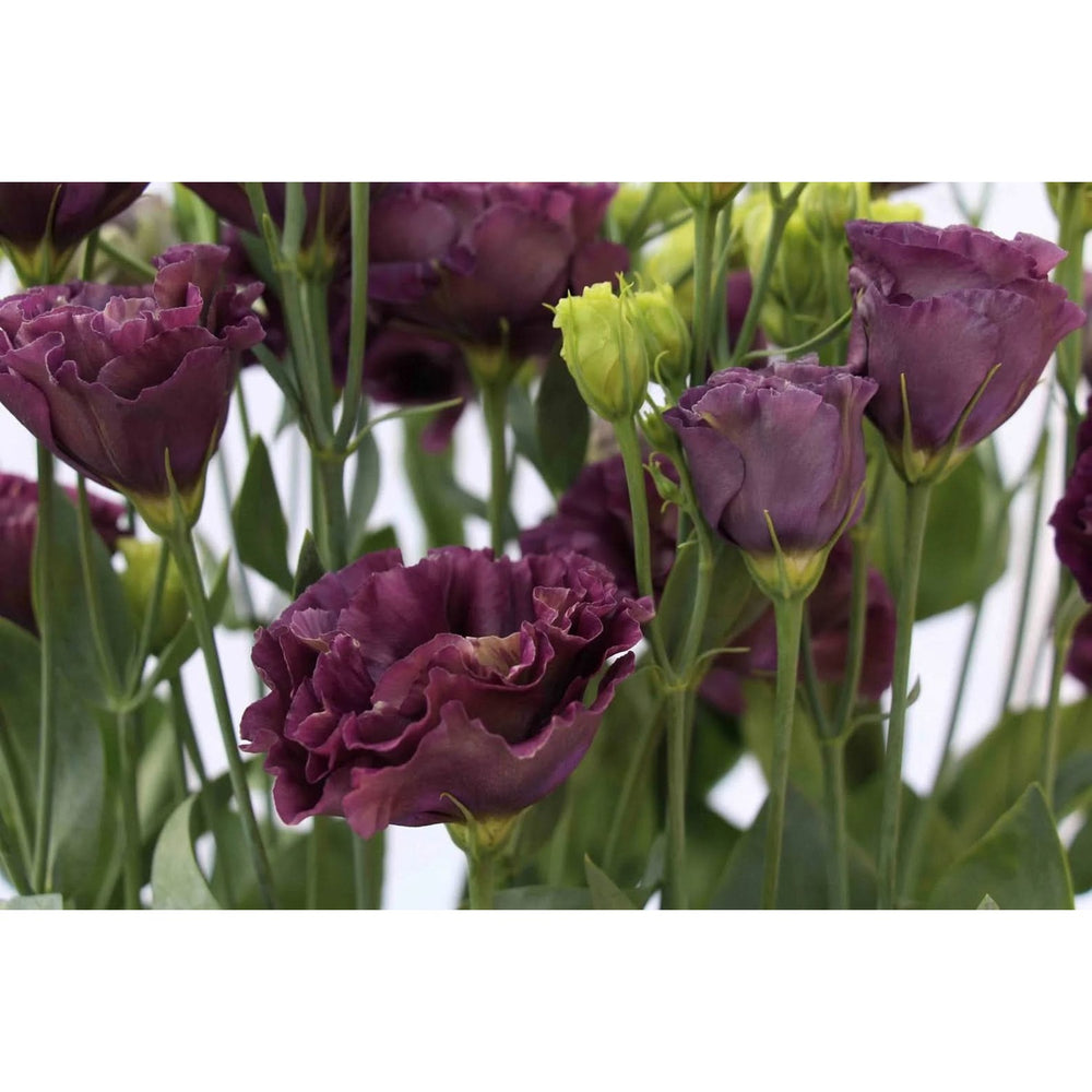 Black Lisianthus Roseanne Pearl For Planting Heirloom Non Gmo Flower Rare Elegant Blooms Flower [neera-v5-78f1bb477341d209e886]