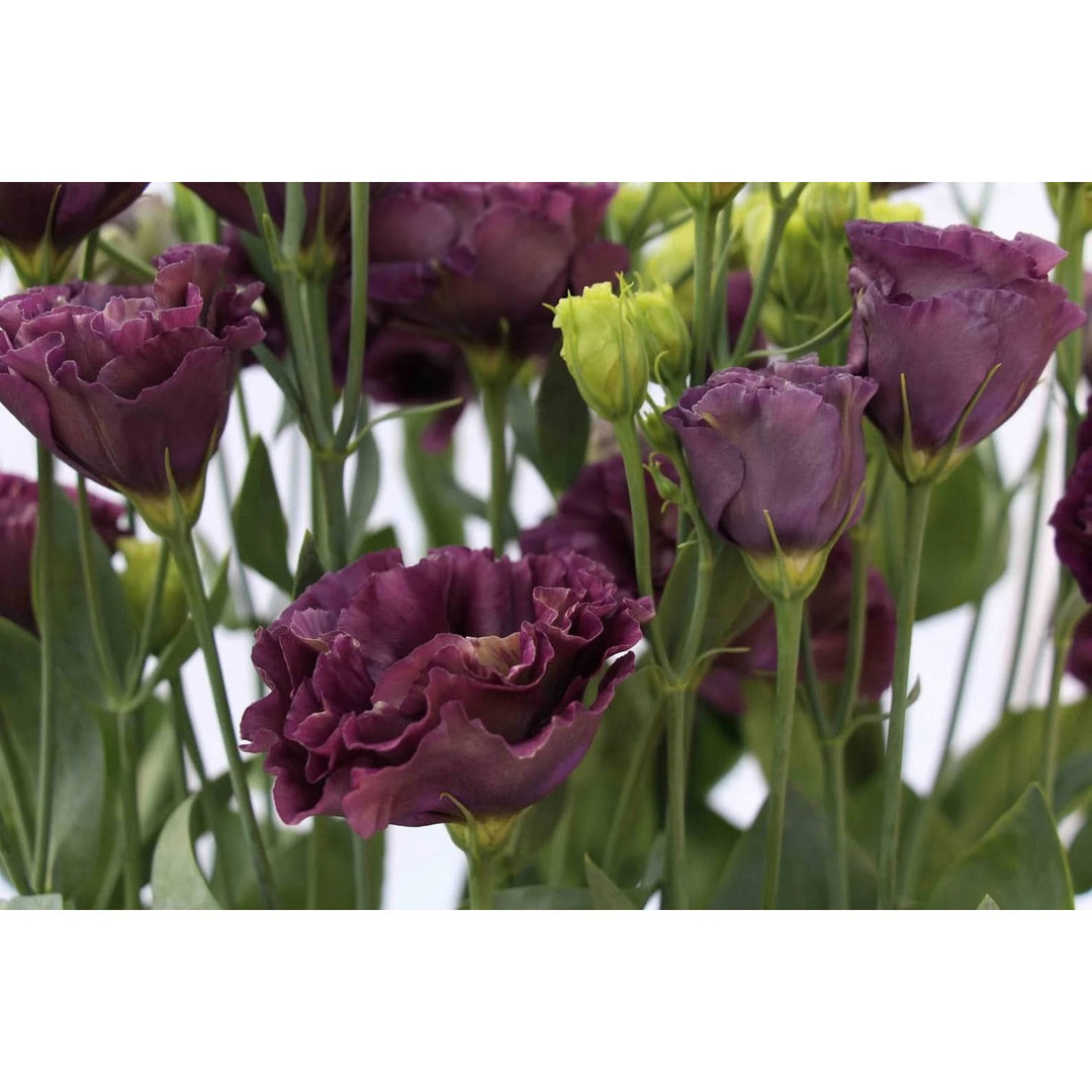 Black Lisianthus Roseanne Pearl For Planting Heirloom Non Gmo Flower Rare Elegant Blooms Flower [neera-v5-78f1bb477341d209e886]