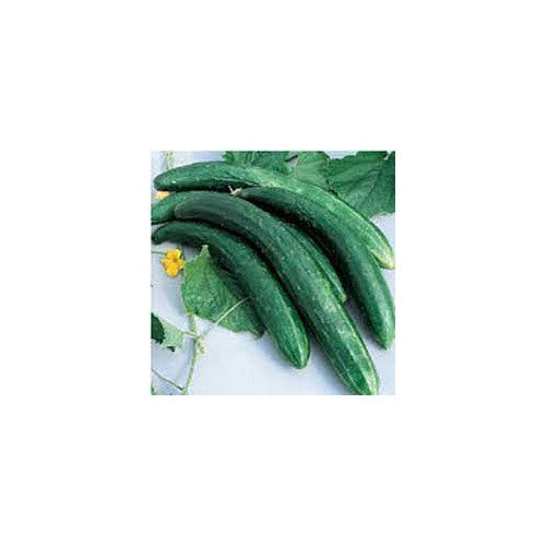 Heirloom Burpless Cucumber Seeds for Planting [neera-v5-78fb9306299a73d87f7c]