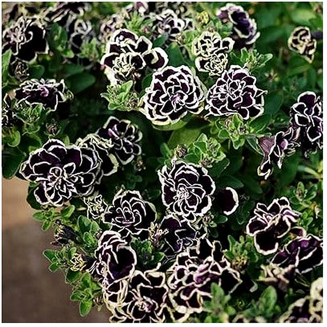 Petunia Merlin Morn Pink Seeds for Planting [neera-v5-78fc6a0dec02492845e1]