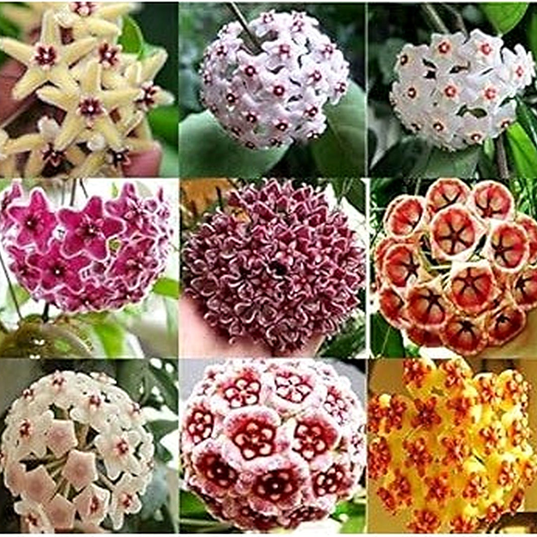 Canossa Flower Seeds for Planting [neera-v5-7900ae9a901cda95273a]