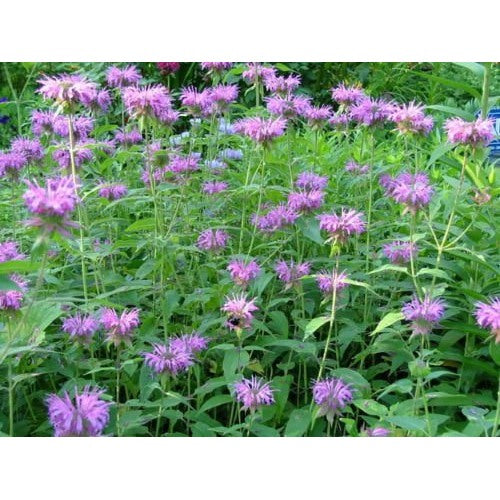 Heirloom Non-GMO Monarda Flower Seeds for Planting [neera-v5-79117ea7c36265452a4a]