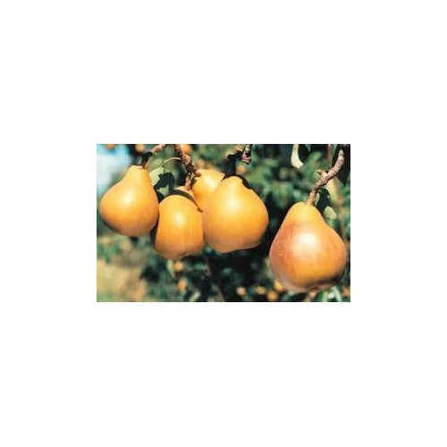 Taylor’s Gold Pear Fruit Seeds for Planting [neera-v5-7915d10cf73b66917a6f]