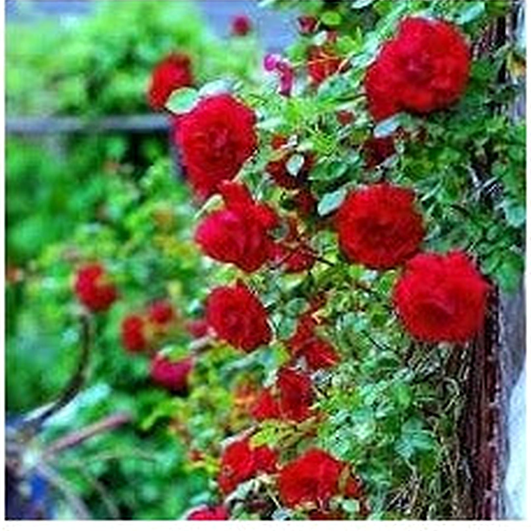 Red Climbing Rose Seeds [neera-v5-791761c7cc55f6ad9d71]