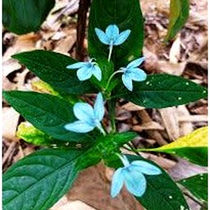 Heirloom Non-GMO Blue Ecbolium Viride Flower Seeds for Garden Landscaping and Home Gardening [neera-v5-7921ea1c7b5c95440852]