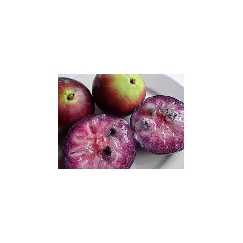 Purple Star Apple Fruit Seeds [neera-v5-7926e791213376123106]