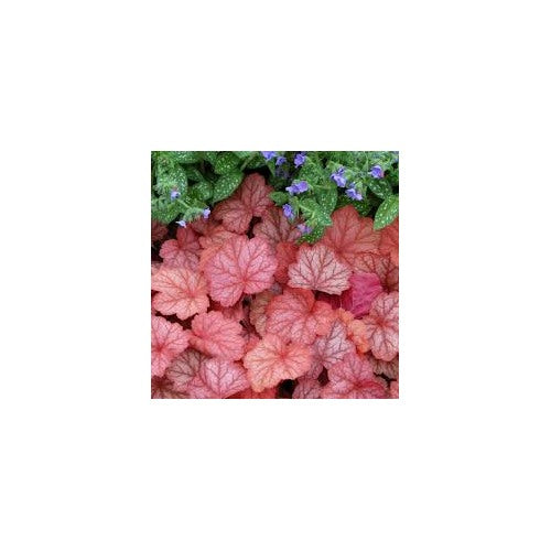 Heuchera Georgia Peach Seeds for Planting [neera-v5-792b3449897036bb2c63]