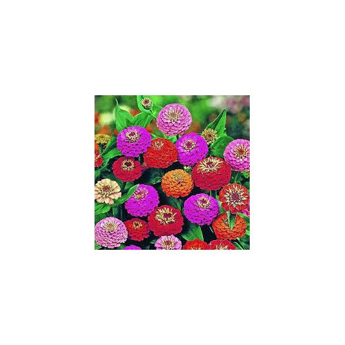 Zinnia Double Mixed Flower Seeds for Planting [neera-v5-793447a77933abcce8f8]