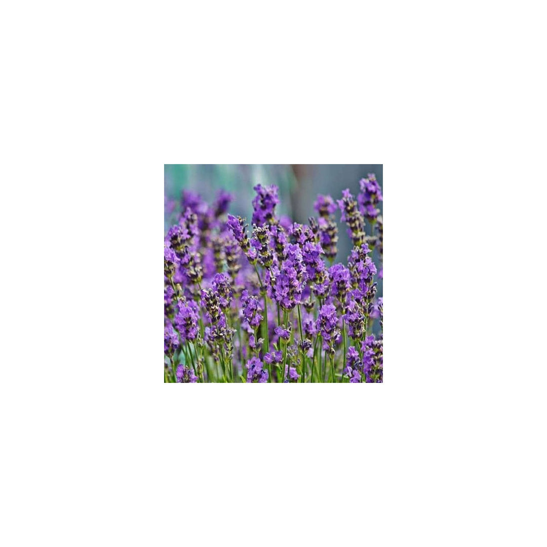 Lavender Plant For Fragrant And Ornamental Garden Growth Fresh Herb For Your Garden Flower Seeds [neera-v5-793bc2f79ae85c2e4f63]