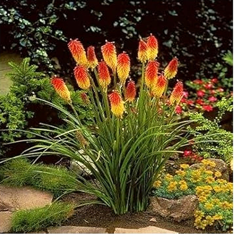 Heirloom Non-GMO Red Yellow Kniphofia Flower Seeds for Planting [neera-v5-79466f7bc4486fad2210]