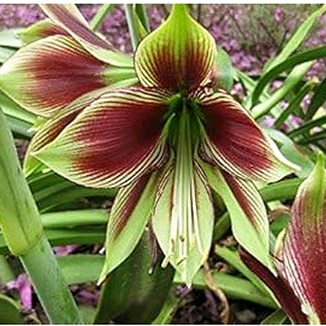 Maroon Red Green Amaryllis Flower Seeds for Planting [neera-v5-794b4abcf889fc746df7]