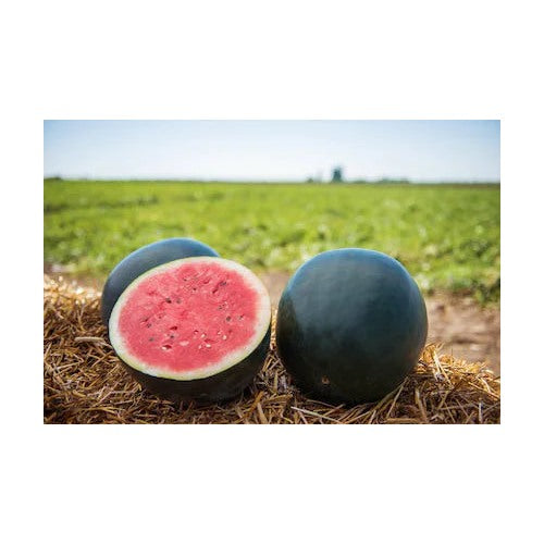Black Watermelon Fruit Seeds [neera-v5-794bebeecfddb16b8be3]